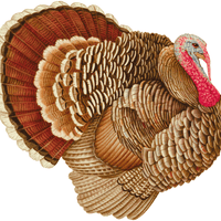 Turkey Die Cut Paper Placemats