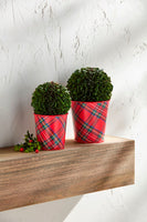 Boxwood Tartan Cachepot
