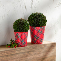 Boxwood Tartan Cachepot